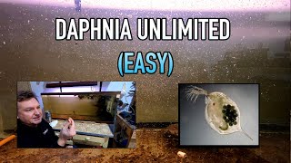 How I Raise Daphnia Water Fleas And You Can Too [upl. by Vashtee]