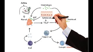 Pharmacology  DRUGS FOR ASTHMA AND COPD MADE EASY [upl. by Premer]