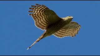 Sparrowhawk Bird Call Bird Song [upl. by Dnomra178]