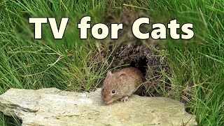 Cat TV Mouse Hole  Mice for Cats to Watch  8 HOURS 🐭 Videos for Cats to Watch Mice [upl. by Yelekreb]