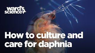 Caring and Culturing for Daphnia [upl. by Kaehpos]