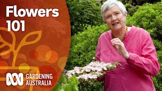 Flowers 101 — An introduction to identifying plants by their inflorescence  Gardening Australia [upl. by Siraj]