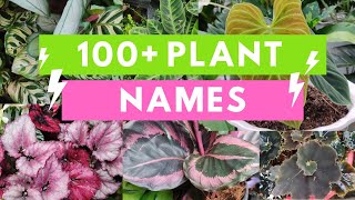 Plant Names and Pictures Plant Identification [upl. by Plante]