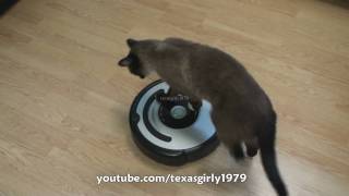 Cat shows HOW TO use iRobot Roomba Vacuum [upl. by Bushweller92]