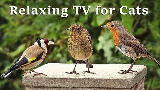 Calming TV for Cats  Cat TV  My Garden Birds  Relaxing Nature Music for Cats to Sleep [upl. by Marlen]