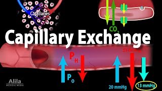 Capillary Exchange and Edema Animation [upl. by Nil375]