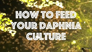 How To Feed Your Daphnia Culture [upl. by Norag]