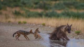 Jackals vs Brown Hyena [upl. by Plafker329]