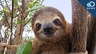 Sloths Are A Walking Ecosystem [upl. by Abner]