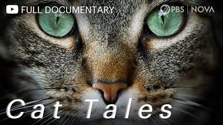 Cat Tales  Full Documentary  NOVA  PBS [upl. by Wolliw]