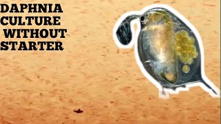 HOW TO CULTURE DAPHNIA NATURALLY WITHOUT A STARTER [upl. by Jermain]