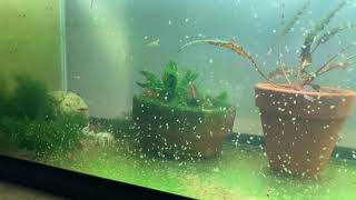 Daphnia Culturing Snails or no snails [upl. by Kyla522]