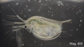 Daphnia magna under the Microscope [upl. by Golda]