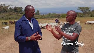 Dorper Sheep in Kenya  Sessions Lengetia Farm Visit [upl. by Godfree]