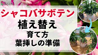 【基本】シャコバサボテン植え替え【株分け】 [upl. by Latsirk]