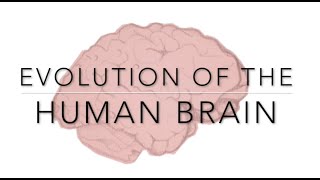 Evolution of the Human Brain [upl. by Cris]