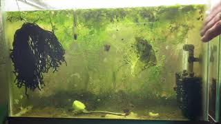 Scuds Daphnia Cherry Shrimp Copepods My aquatic food culture [upl. by Snowman]