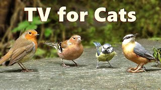 Cat TV Birds  Captivating Birds for Cats to Watch [upl. by Aonehc]