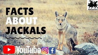 Learn the facts All you need to know about Jackal  EcoTraining [upl. by Nhojleahcim]