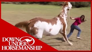 Once Bitten Twice Shy How to Train a Dangerous Dominant Horse [upl. by Anyd]