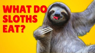 Sloth Habitat and Diet [upl. by Itaws240]