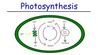 Photosynthesis  Light Dependent Reactions and the Calvin Cycle [upl. by Burny469]