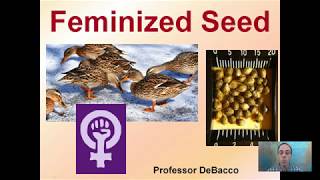 Feminized Seed [upl. by Miller271]