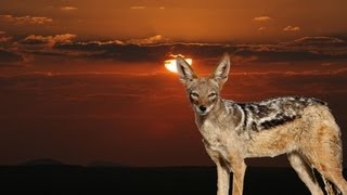 Hunting jackals in Namibia [upl. by Eustis]