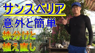 ガーデニング サンスベリアの株分けと植え直し「年間200鉢以上植え替えるプロガーデナーが株分けと植え直しを実演・解説」 [upl. by Ahseniuq]