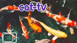 CATTV  Boredom Blasting Fish Videos for Cats [upl. by Alie332]