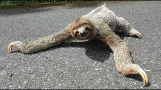 Sloth Talked Into Rescuing Itself [upl. by Vaientina]