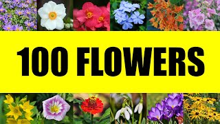 Names of 100 types of flowers  Beautiful flowers around the world [upl. by Niledam]