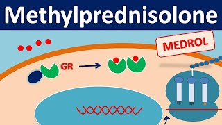 Methylprednisolone  Mechanism side effects precautions amp uses [upl. by Ambrosane190]