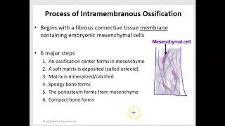 Intramembranous and Endochondral Ossification [upl. by Sorac]