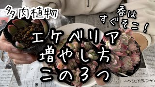 【多肉植物】エケベリアの増やし方3選 [upl. by Llertnad920]