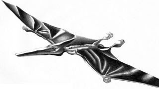 Pterodactylus  Enciclopedia sobre Dinosaurios [upl. by Atiuqrehs]