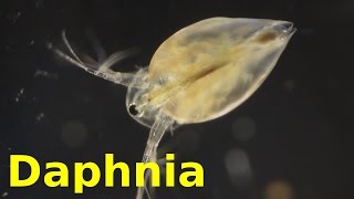 Daphnia [upl. by Neras162]