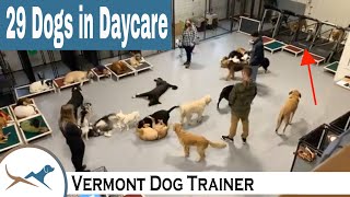 Dog Daycare with 29 Dogs [upl. by Ahsitaf]