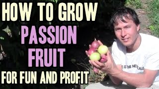 How to Grow Passion Fruit for Fun and Profit [upl. by Yanal75]