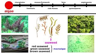 Overview of Plant Classification Vascular and Nonvascular Plants [upl. by Trotta]