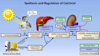 Calcium and Phosphate Metabolism [upl. by Elysee]