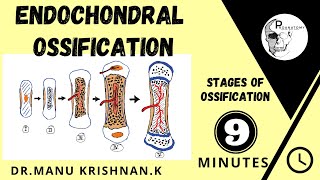 Endochondral ossificationCartilagenous ossification  simplified version [upl. by Groos100]