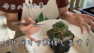 【今日の多肉事】子株の外し方と植え替えのやり方 [upl. by Evelinn266]