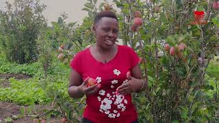 Wambugu Apple Farm  Laikipia Kenya [upl. by Yalcrab594]