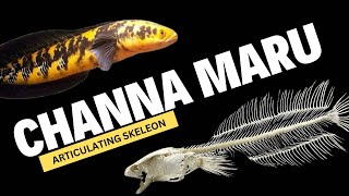 CHANNA MARU PUNYA Iqbalizda mau di articulating skeleton [upl. by Valerlan]