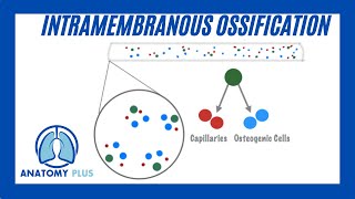 Intramembranous Ossification [upl. by Ahseken]