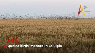 Quelea birds’ menace in Laikipia [upl. by Haywood]