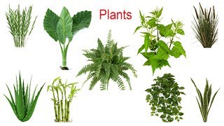 Plant Names Meaning amp Pictures  plants vocabulary [upl. by Anirat726]