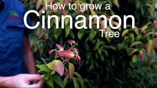 How to Grow a Cinnamon Tree [upl. by Cogswell]