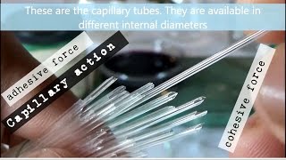 Experiment on Capillary Action or Capillarity using Capillary Tube [upl. by Assilac]